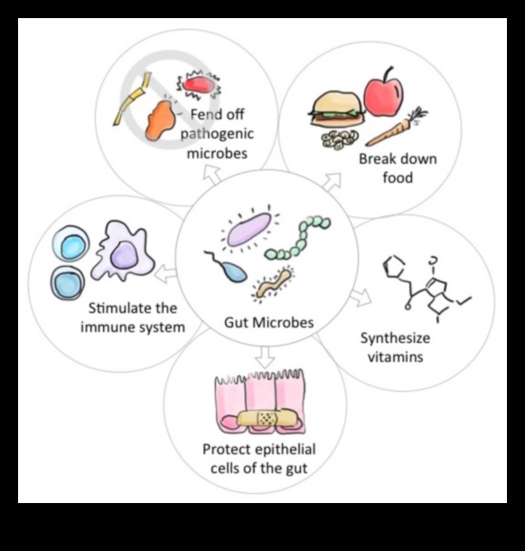 Zarnu mikrobioms: galvenais spēlētājs līdzsvarotā gremošanas sistēmā