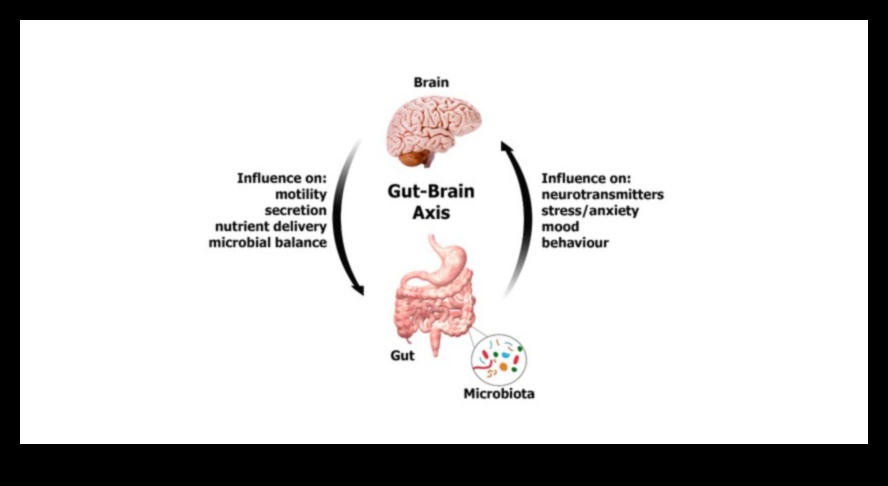 Zarnu mikrobioms: galvenais spēlētājs līdzsvarotā gremošanas sistēmā