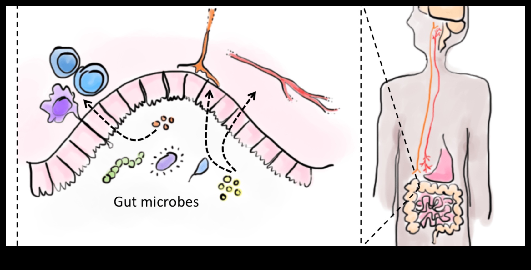 Zarnu mikrobioms: galvenais spēlētājs līdzsvarotā gremošanas sistēmā