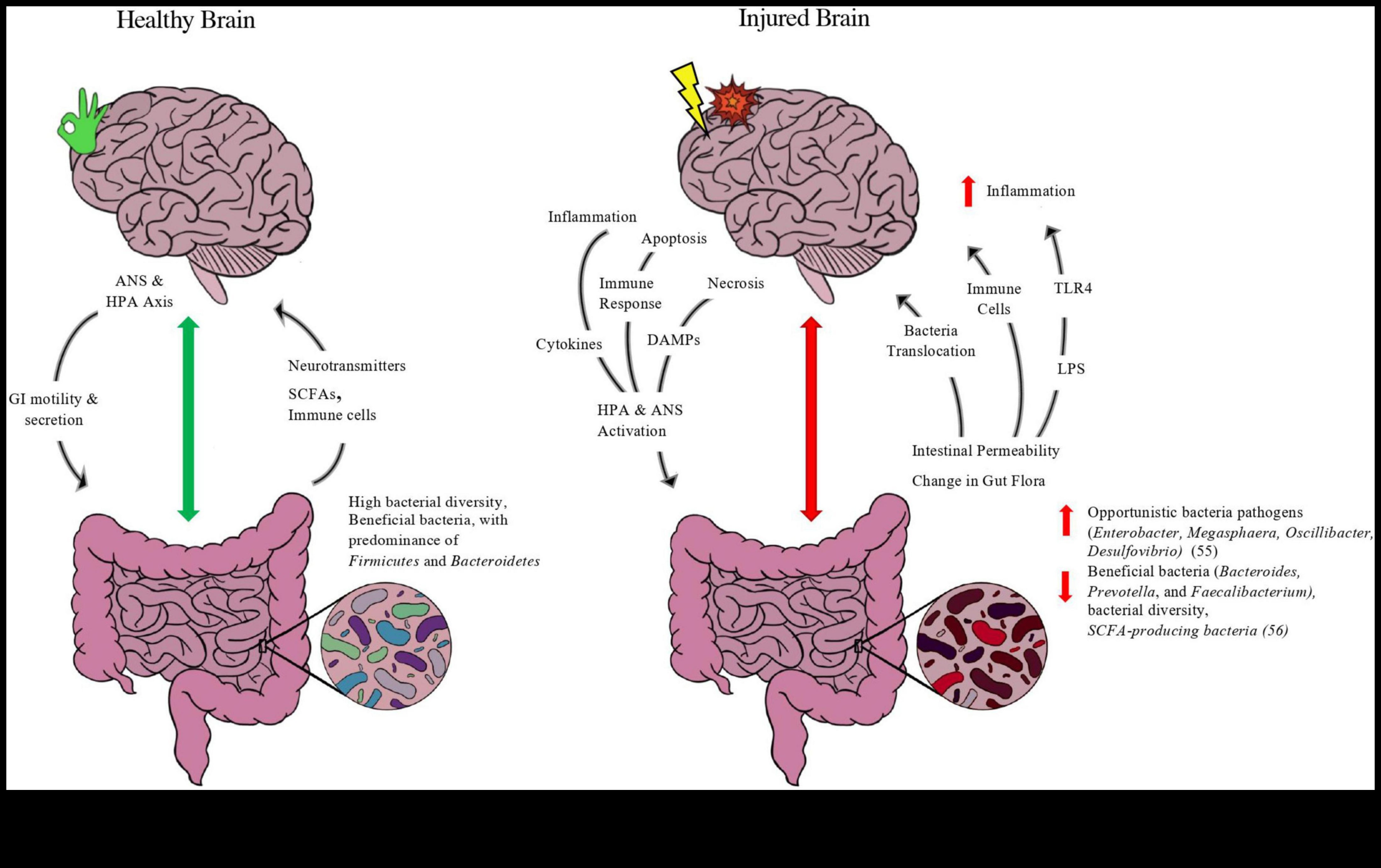 Diētas ar zemu ogļhidrātu saturu un zarnu-smadzeņu ass: divvirzienu komunikācija