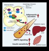 Olbaltumvielas – insulīna jutības svarīgākā lieta
