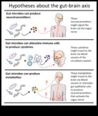 Zarnu mikrobioms, jūsu otrās prāts