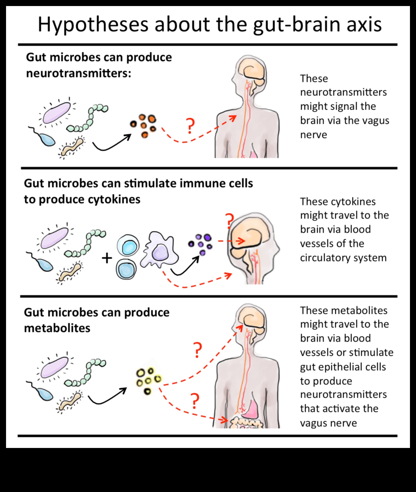 Zarnu mikrobioms: galvenais spēlētājs līdzsvarotā gremošanas sistēmā